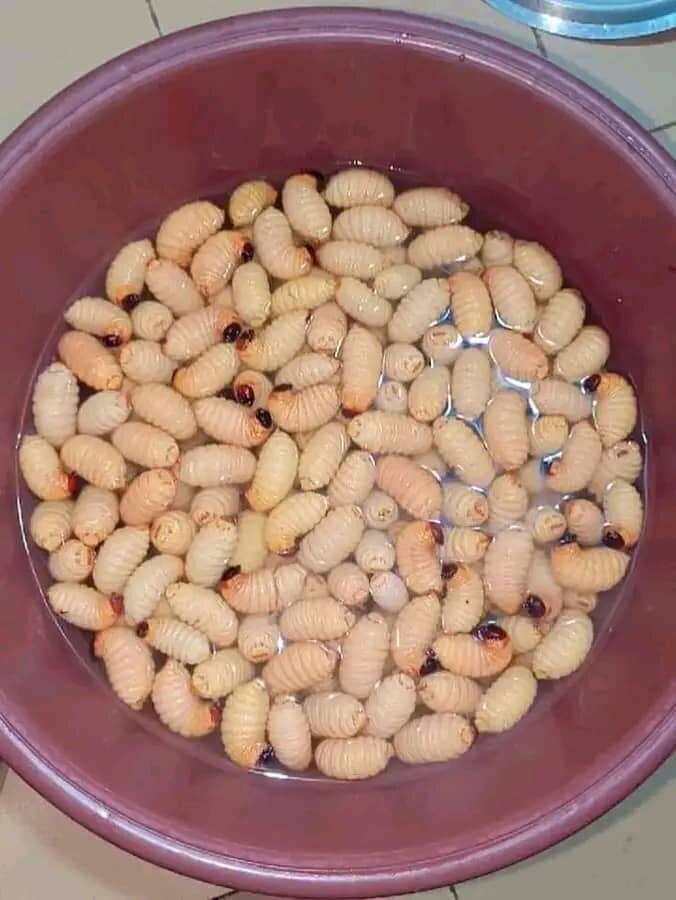 Aneton (Chenilles )Frais 1 Kg