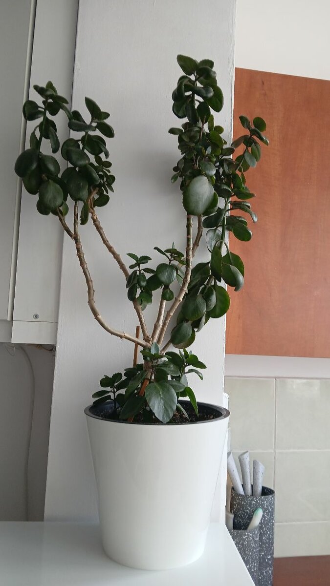 Цветы растения взрослые вместе с землей и горшками