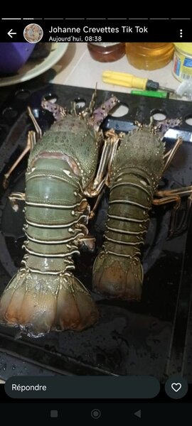 Langoustes fraîches premium