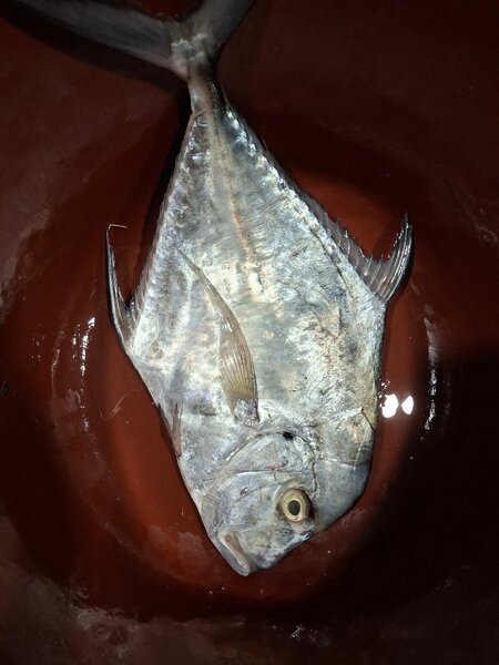 Poisson Frais de Mer