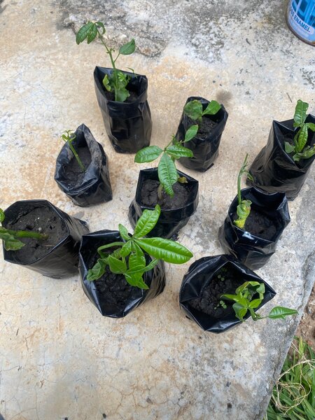 Money Tree (Guiana Chestnut) Pachira Braid