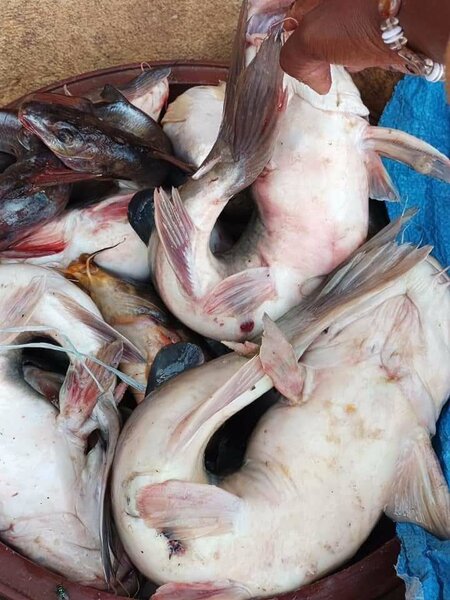 Mâchoiron d'eau douce