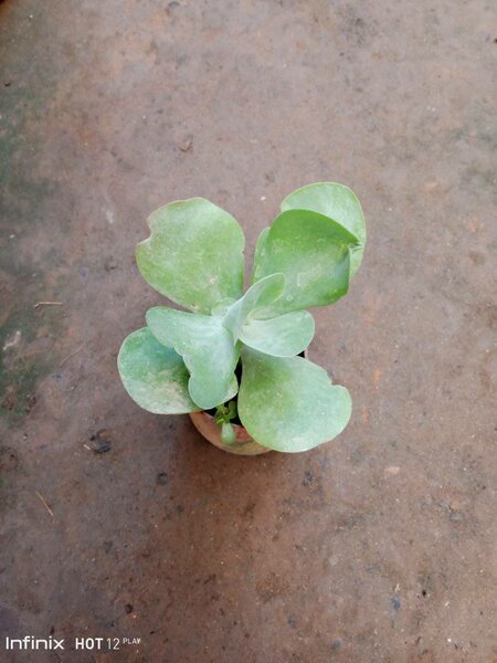 plantes vertes d'intérieur