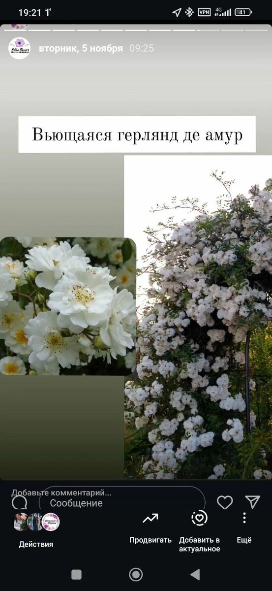 Саженцы роз