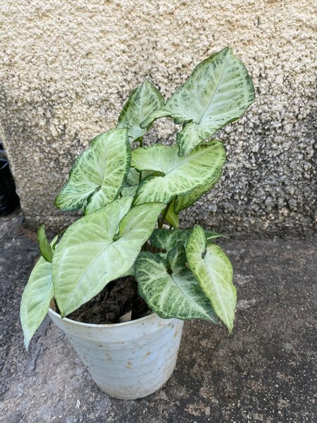 Arrowhead Plant (Syngonium podophyllum)