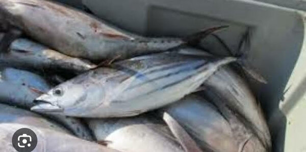 Thon albacore frais au kilo