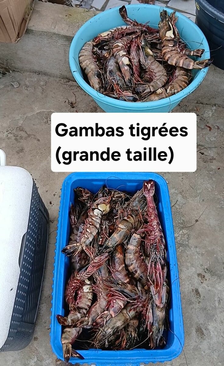 Gambas tigrées fraîches