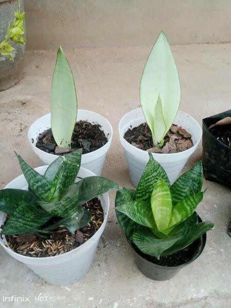 plantes vertes d'intérieur