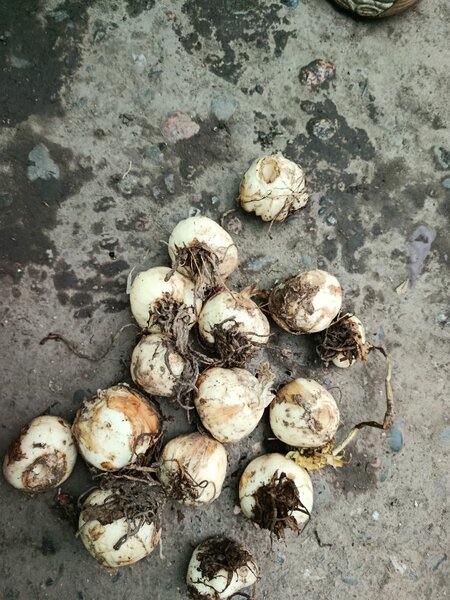 Императорский рябчик