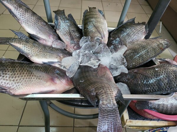 Poisson carpe déjà nettoyé