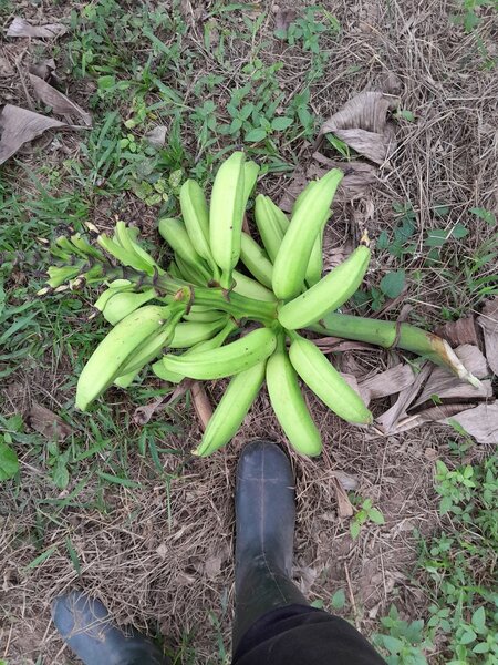 Bananes Plantains BIO