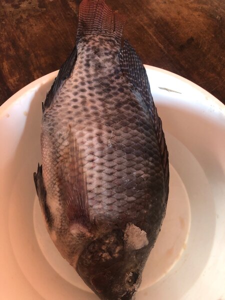 Tilapia fraîche de qualité