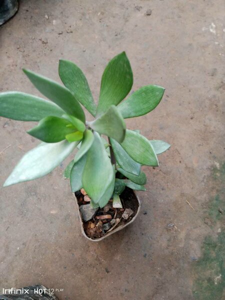 plantes vertes d'intérieur