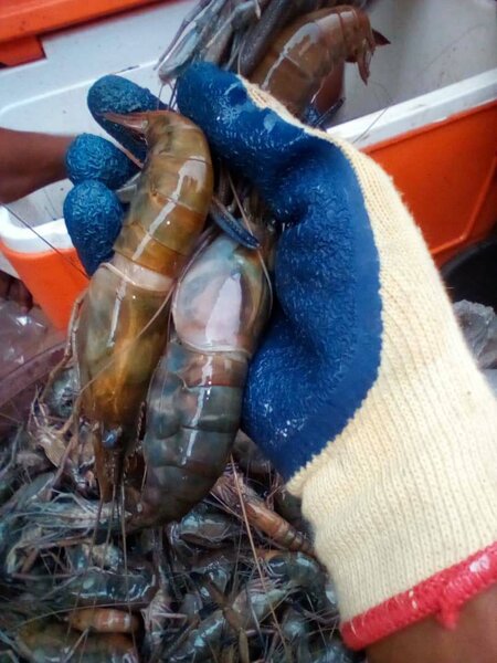 Écrevisses fraîches au kilo