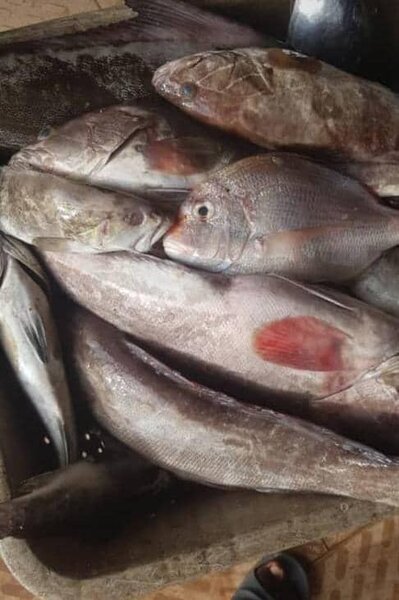 Mérou frais au kilo