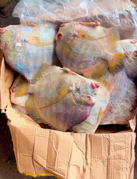 Poisson frais emballé