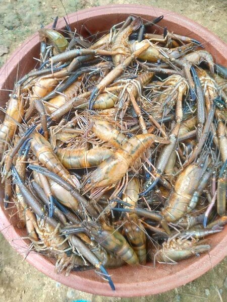 Ecrevisses fraiches vendu au kg