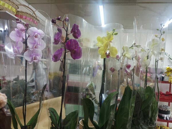 Орхидеи для любимых