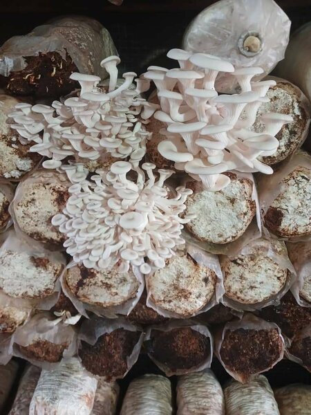 Fresh mushrooms per kilo