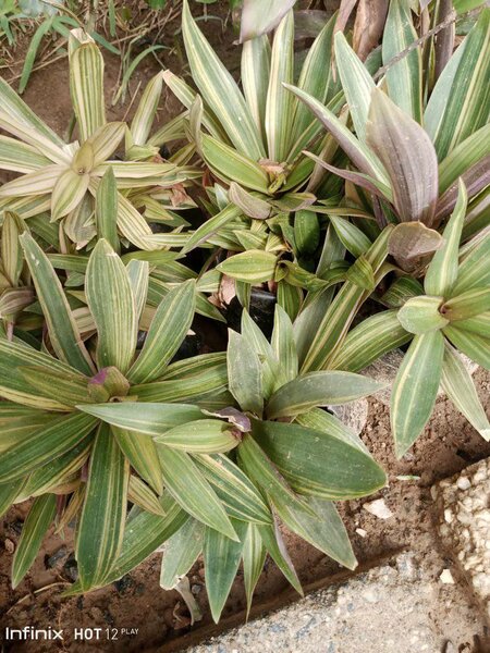 plantes vertes d'intérieur