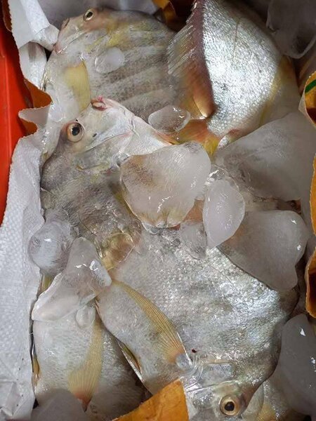 Poisson frais emballé