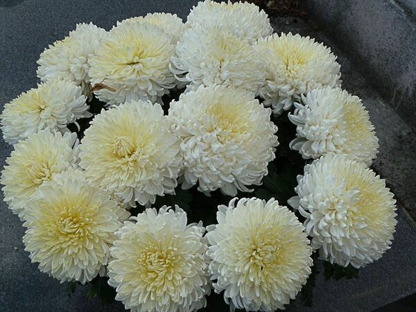 Marguerite ..