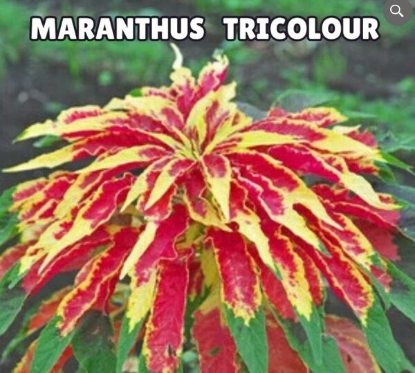 Amaranthus Tricolor Seeds (Summer)