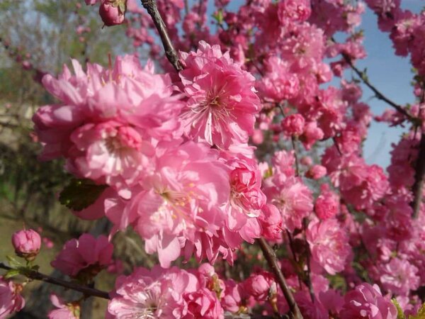 Японская сакура