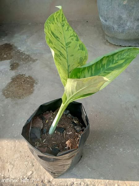 plantes vertes d'intérieur