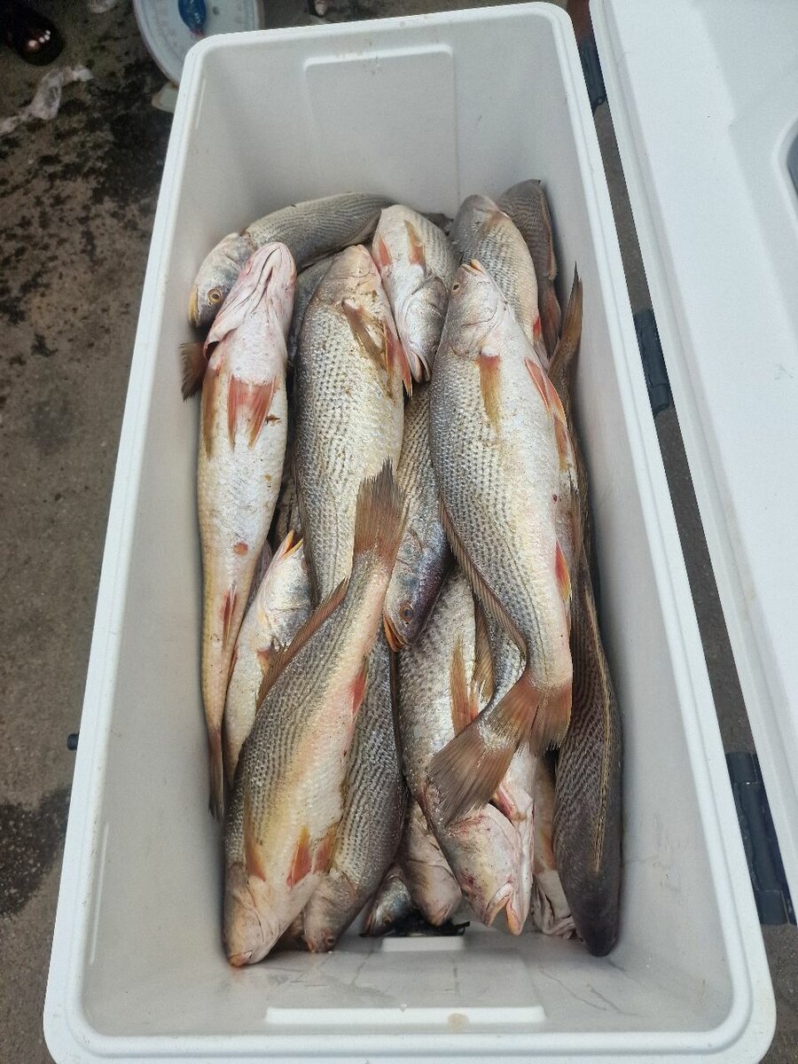 Poissons frais en gros