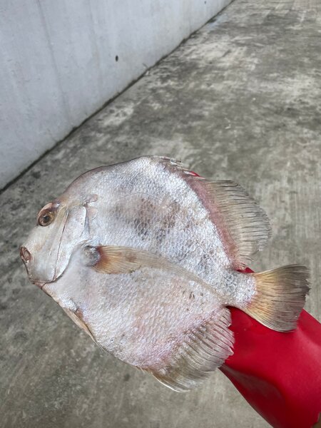 poisson saint-pierre le kilo