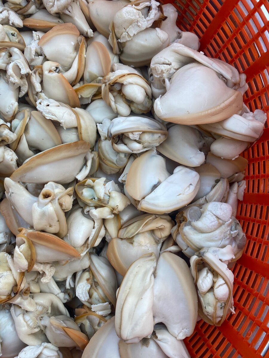 Oyster/Adordi/Fani which is originally known as Clams