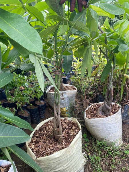 Pachira aquatica money tree