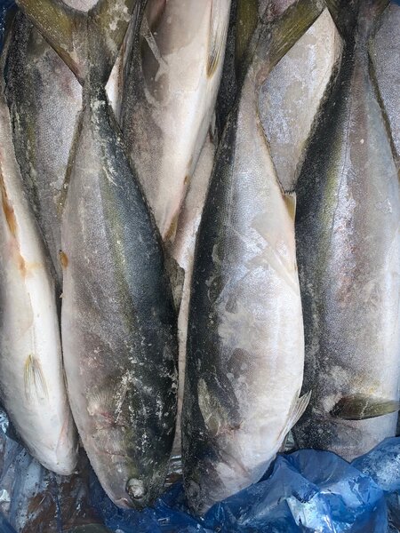 Poisson frais <<Saumon>>