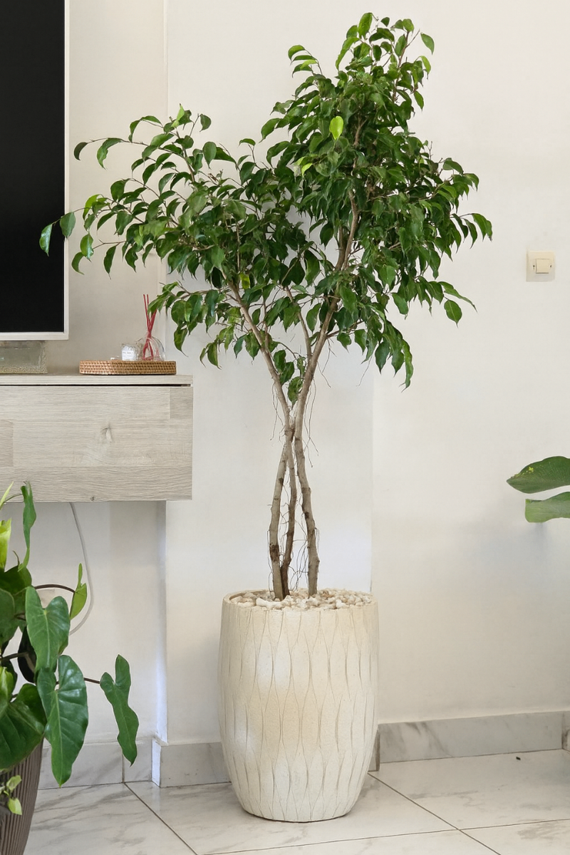 Ficus Benjamina Plante Verte