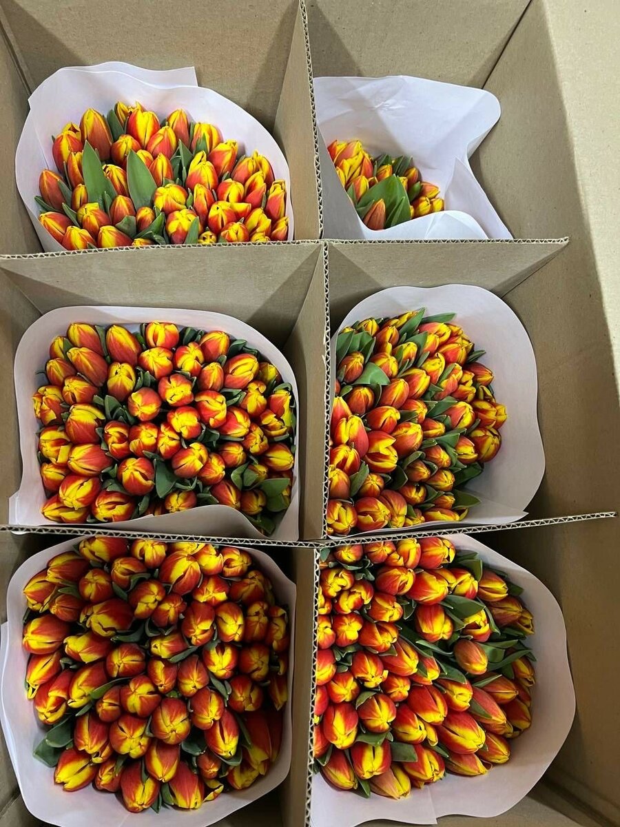 Отборные Голландские Тюльпаны