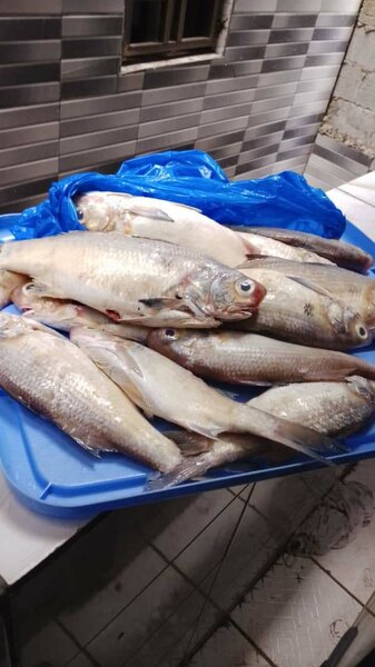 Capitaine de mer 4000 le kg