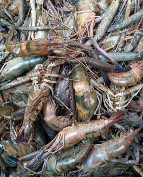 Écrevisses fraîches