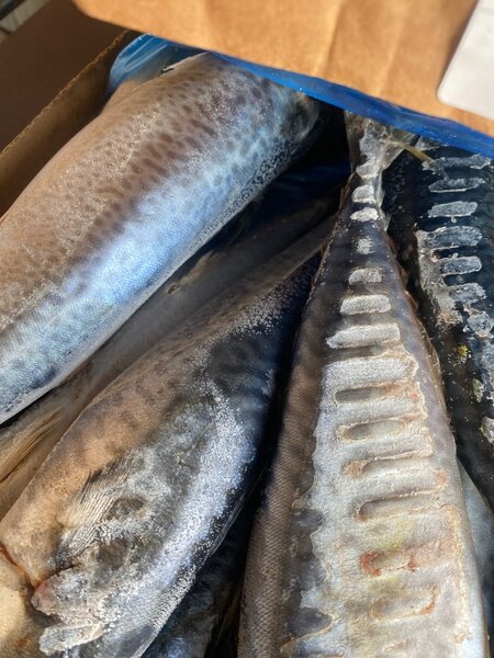 Frozen Food @Bebewyte