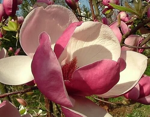 Магнолия
