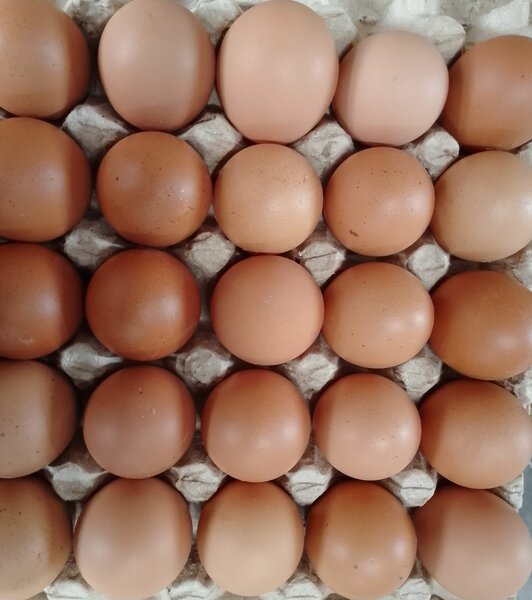 Œufs supers frais fermiers
