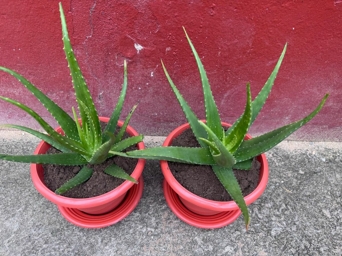 Plantes Aloe Vera en Pots