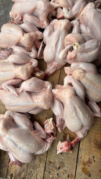 Poulet frais de qualité