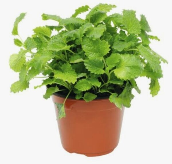 Mélisse en pot pour infusion