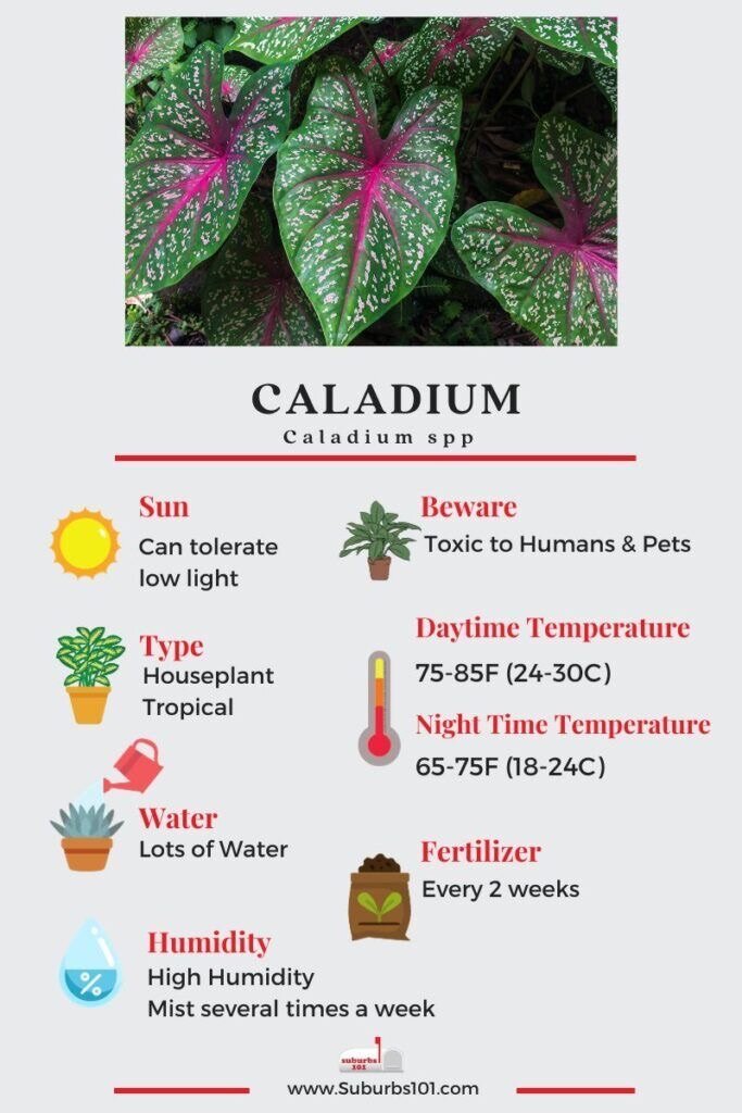Heart of Jesus (Caladium bicolor)