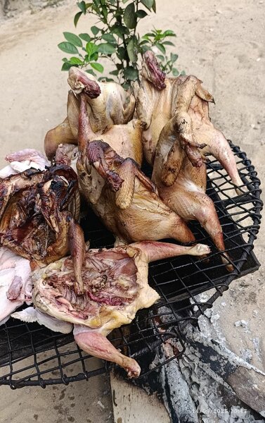 Poulets pondeuses fumées