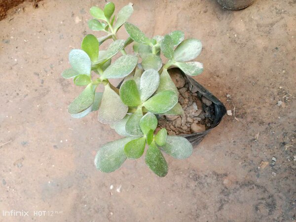 plantes vertes d'intérieur