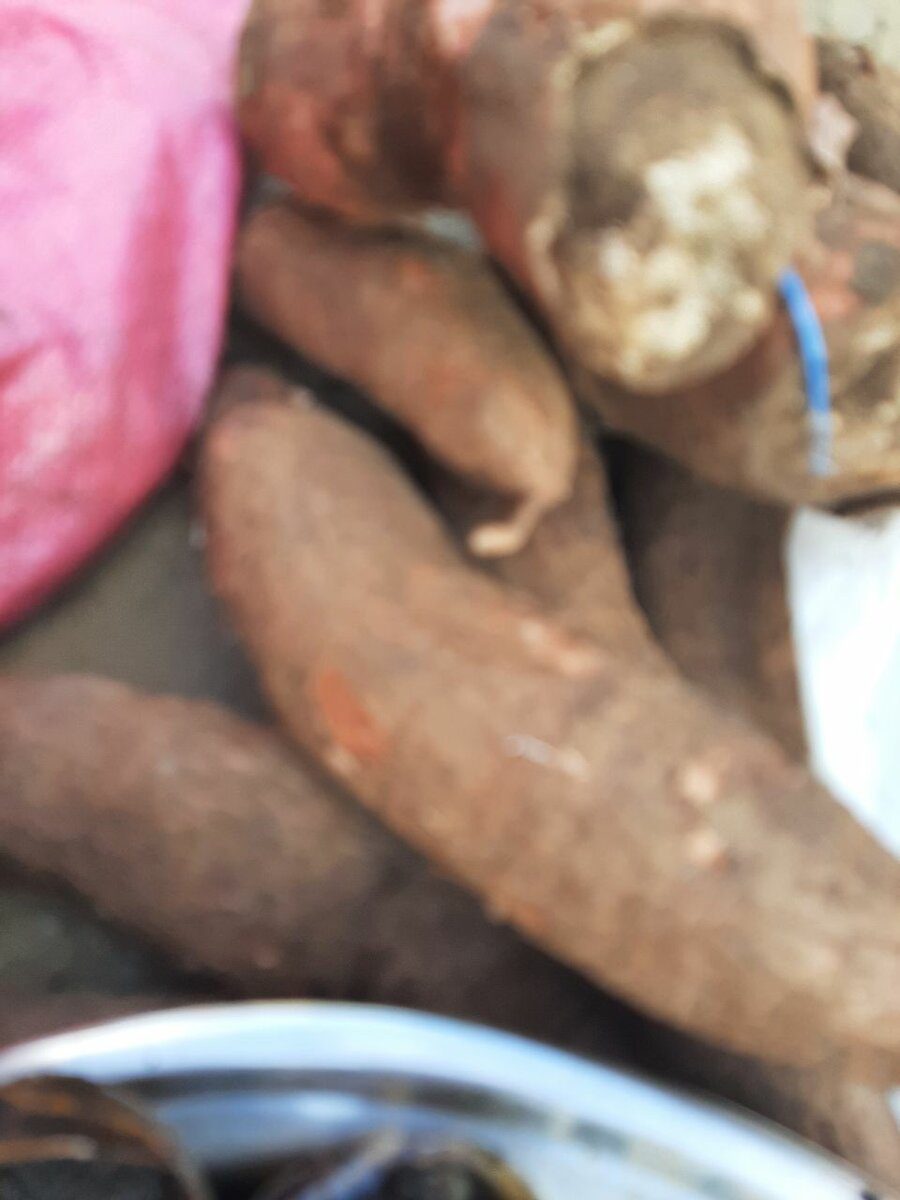 Escargots frais de mer