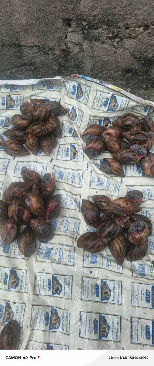 Escargots Frais de Qualité