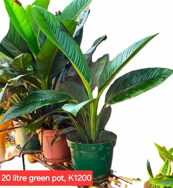 Potted indoor/outdoor plants